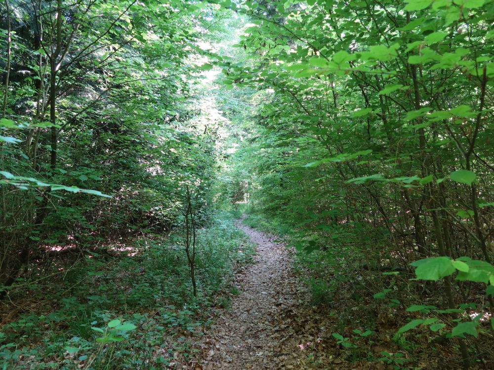 Waldpfad