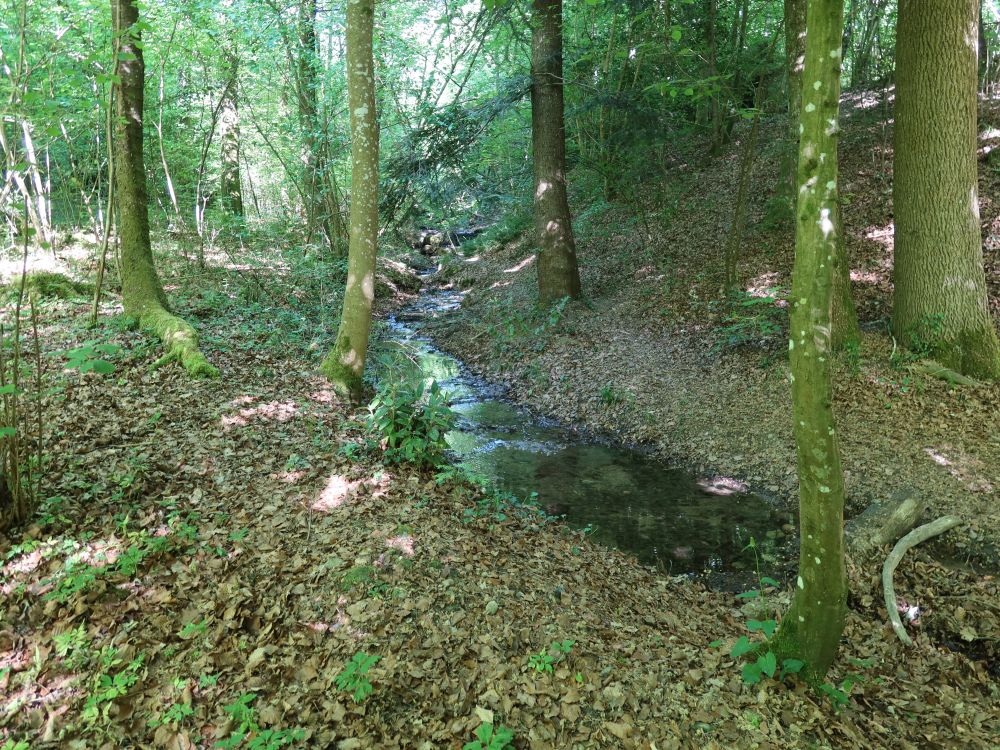 Haarbach