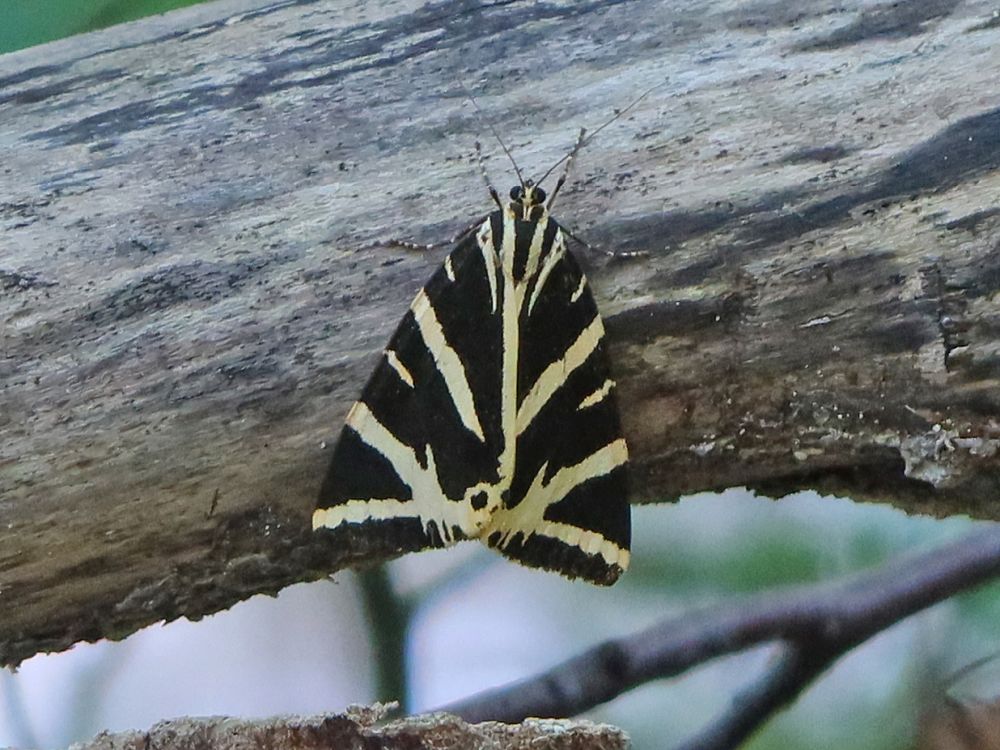 Schmetterling Russischer Bär