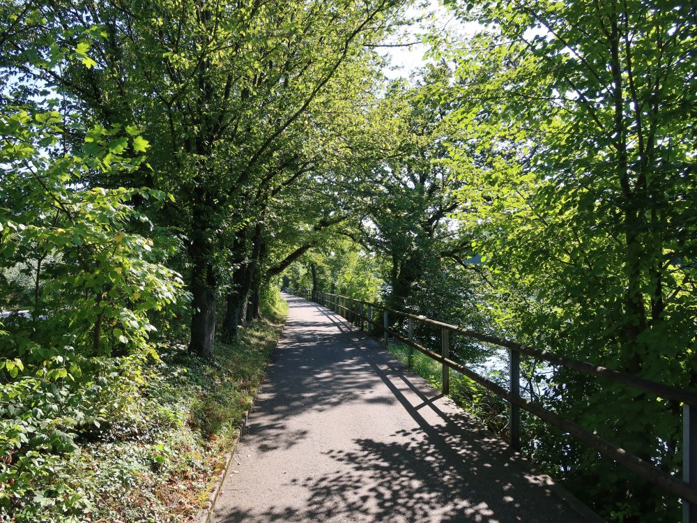 Uferweg an der Aare