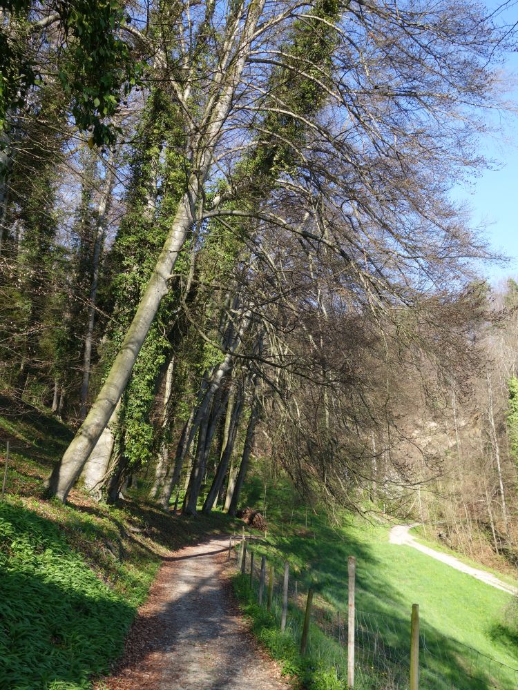 Wanderweg unterhalb Schloss Weinfelden