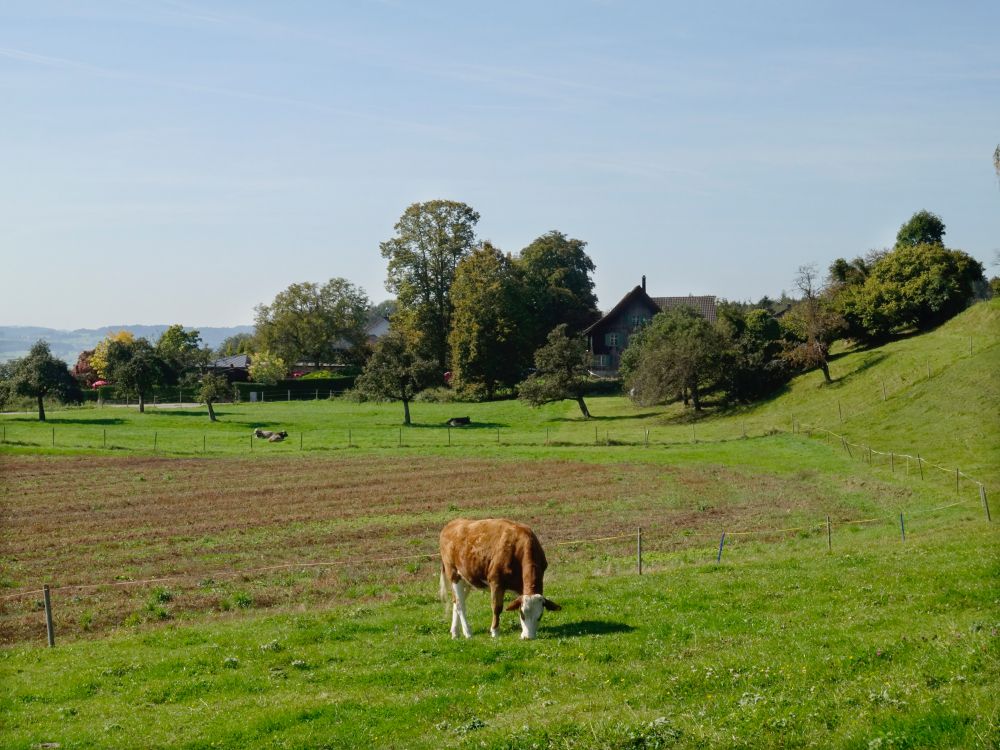 Kuh, im Hintergrund Stelzenhof
