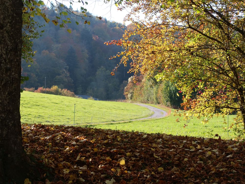 Winterburgweg im Herbstkleid