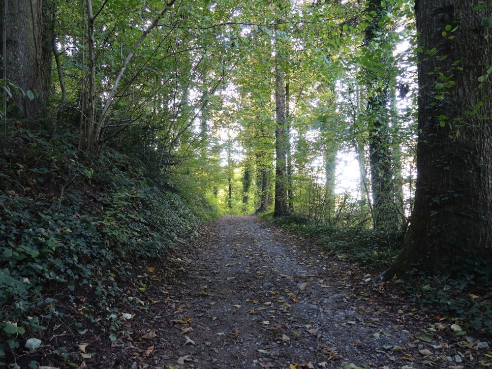 Waldweg bei Chrummbach