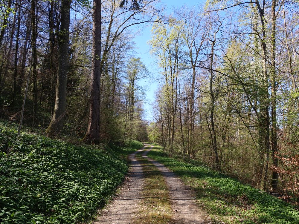 Bärlauch am Wegesrand