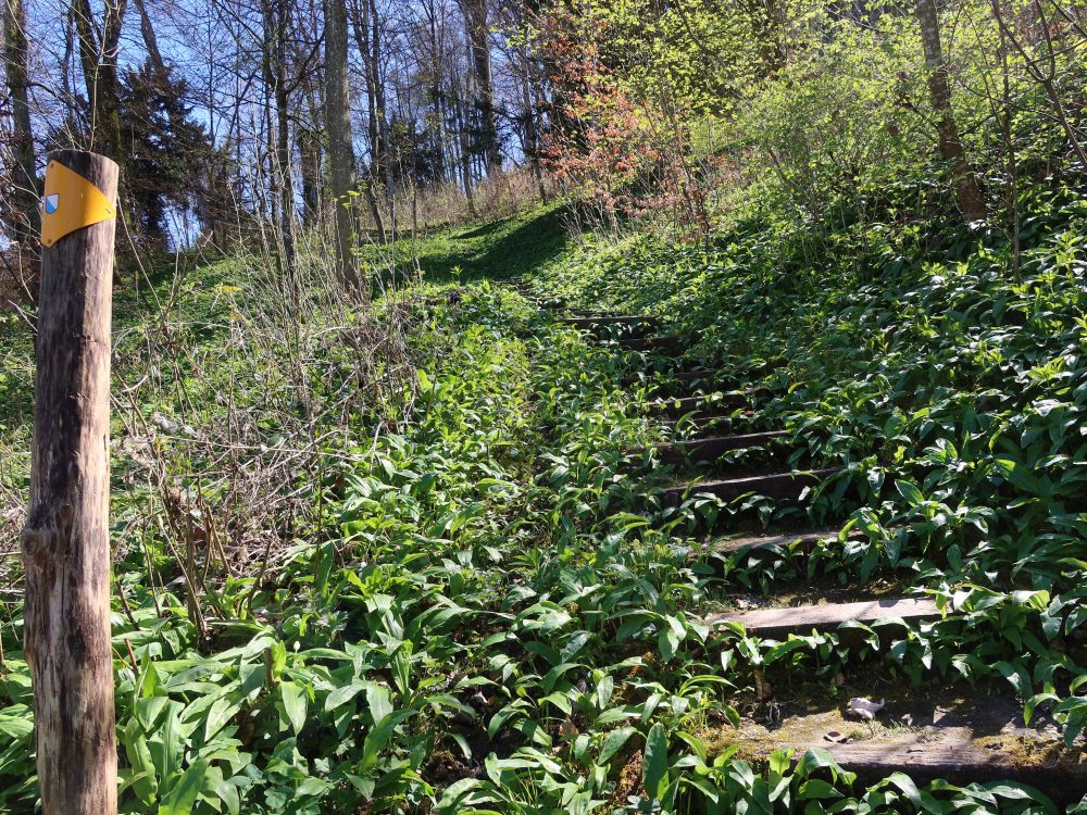 Treppe durch Bärlauch