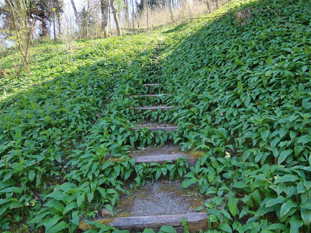 Treppe durch Bärlauch