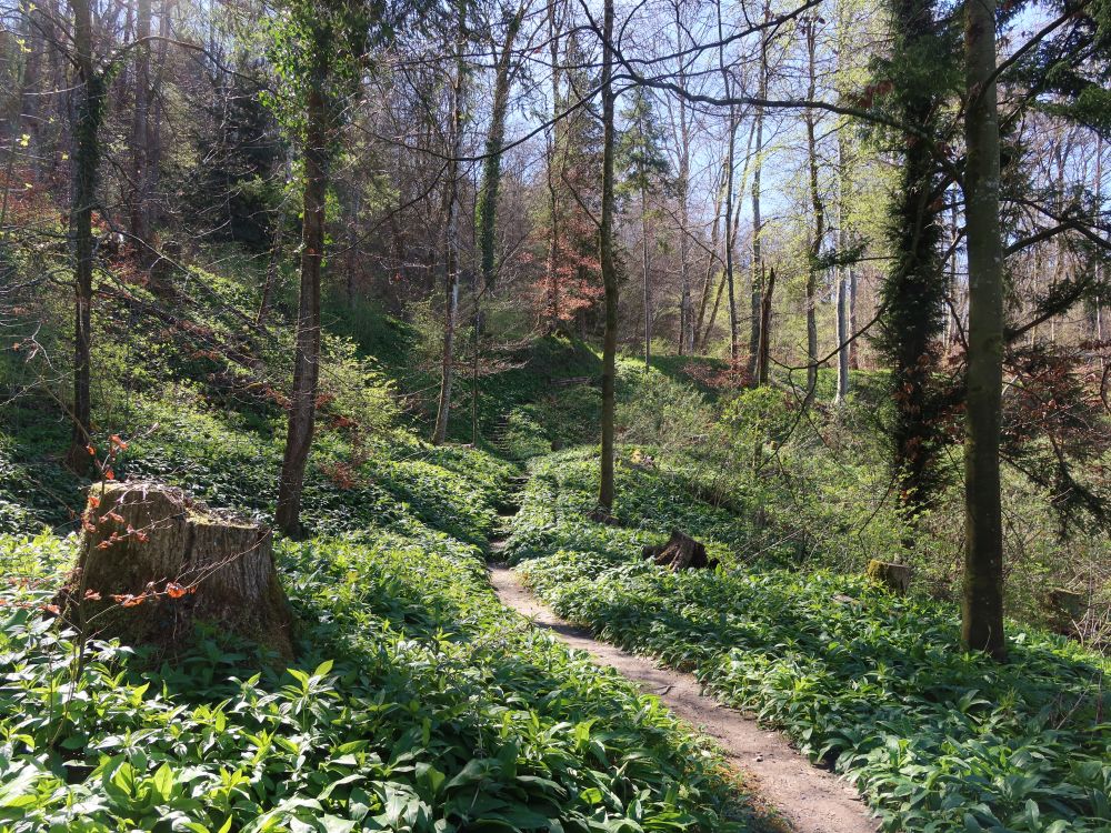 Pfad durch Bärlauch