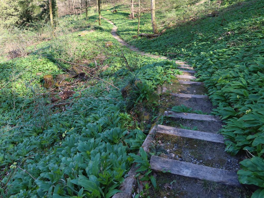 Treppe durch Bärlauch