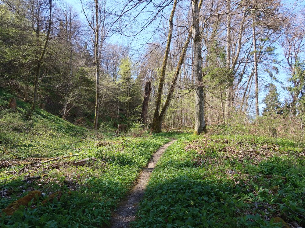 Pfad durch Bärlauch