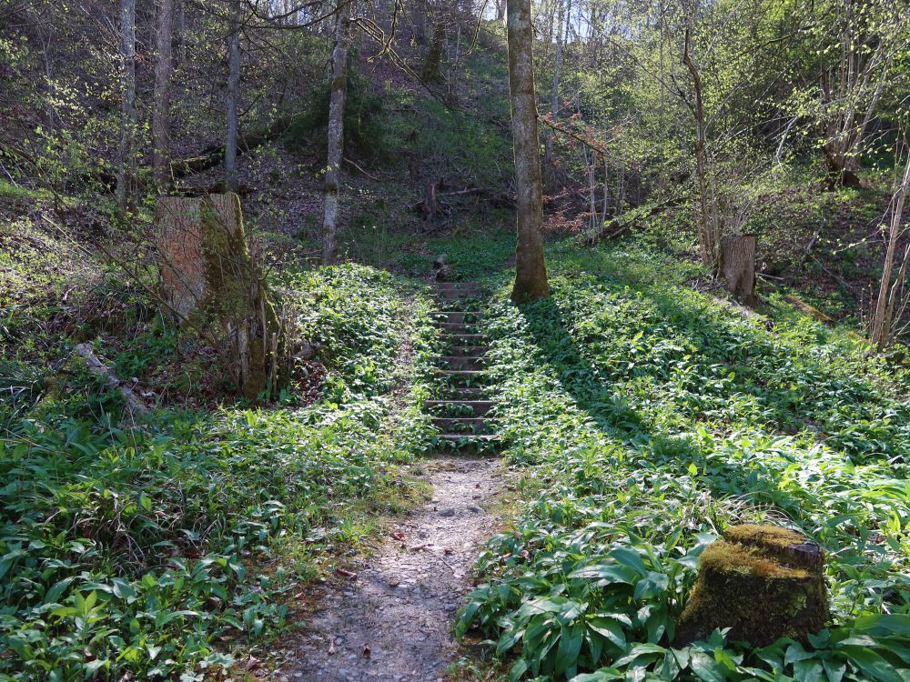 Treppe durch Bärlauch
