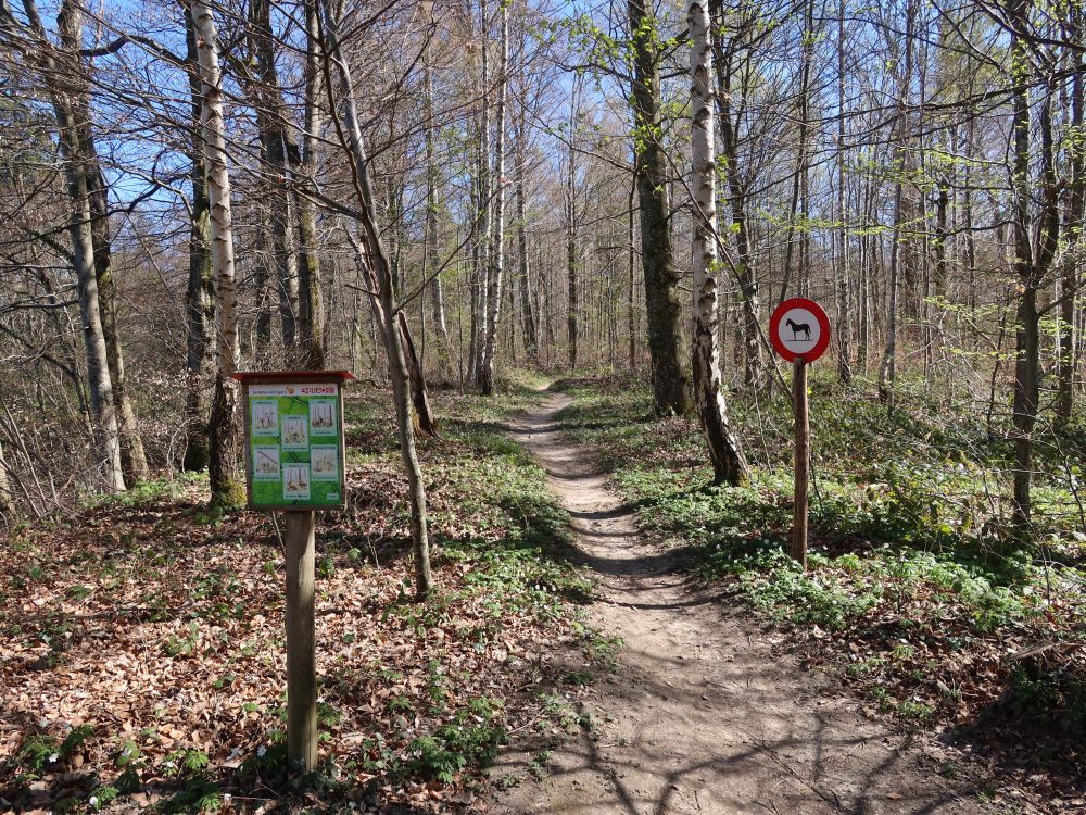 Pfad Richtung Blauen