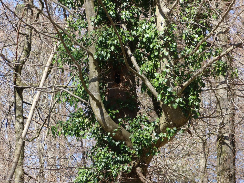 Versteck im Baum