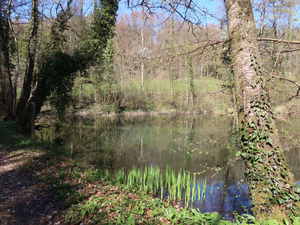 Teich bei Warpel