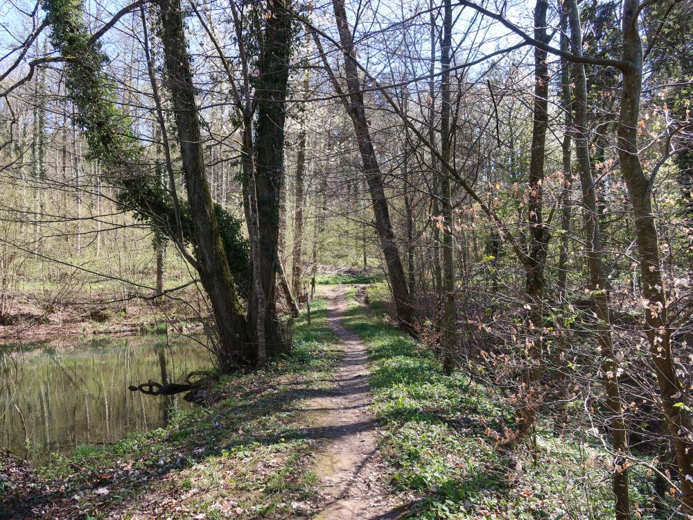 Pfad am Teich
