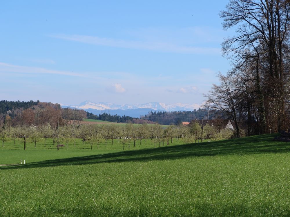 Speer und Federispitz