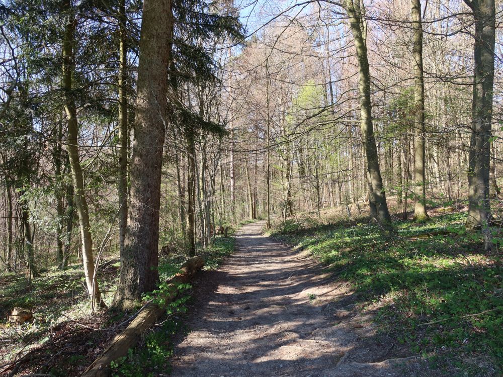 Waldweg