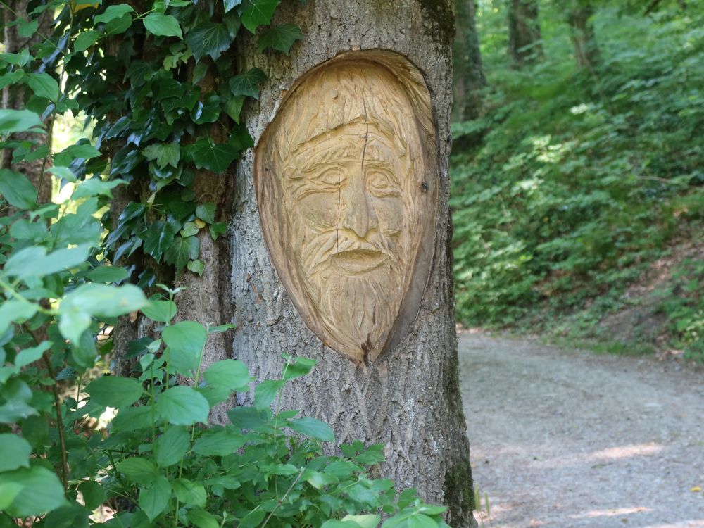 Gesicht in den Baum geschnitzt