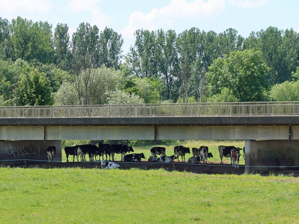 Kühe suchen unter Brücke Schatten