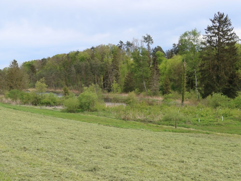 Weiher am Hinterired