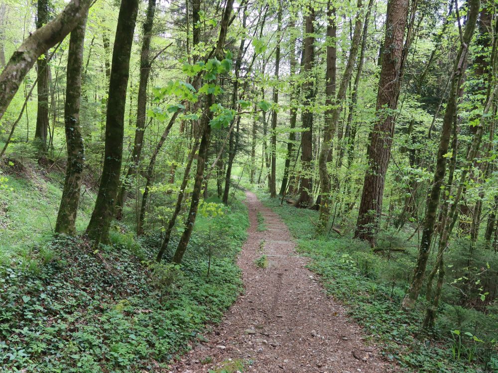 Waldweg im Paradiisli