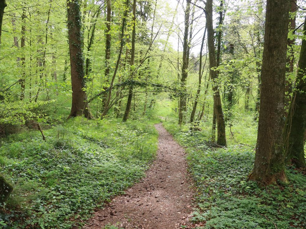 Waldweg im Paradiisli