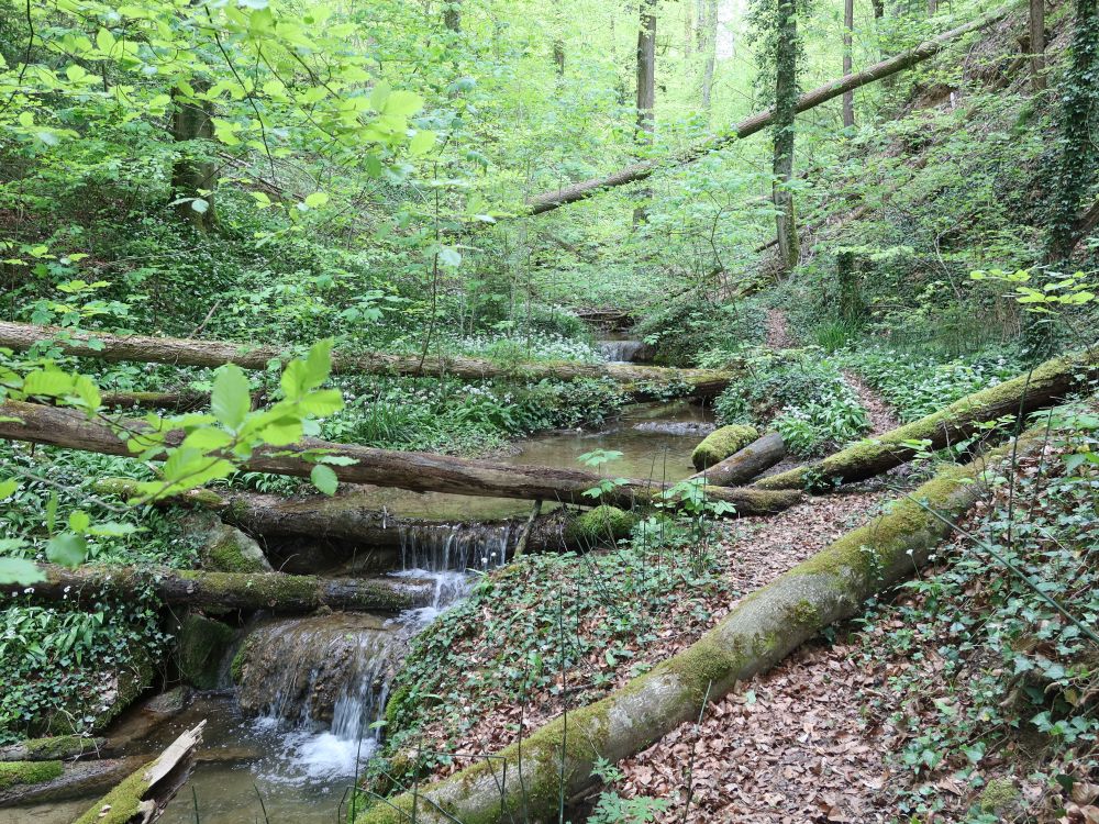 Riedbach im Tobel