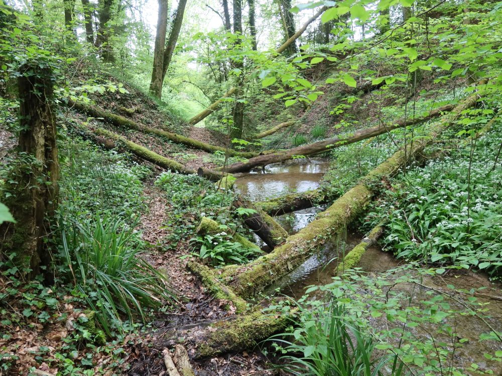 Riedbach im Tobel