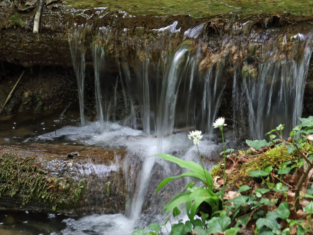 Bärlauchblüte vor Wasserfall