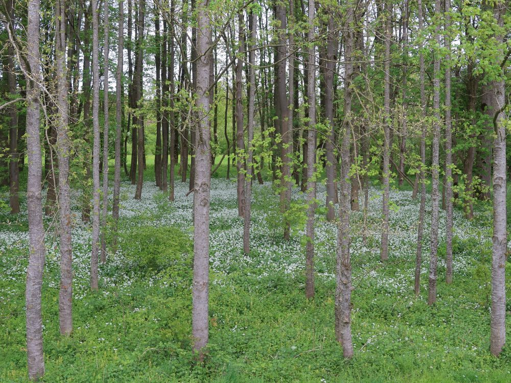 Blüten im Wald