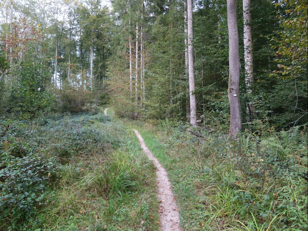 Waldpfad am Rpuertsberg