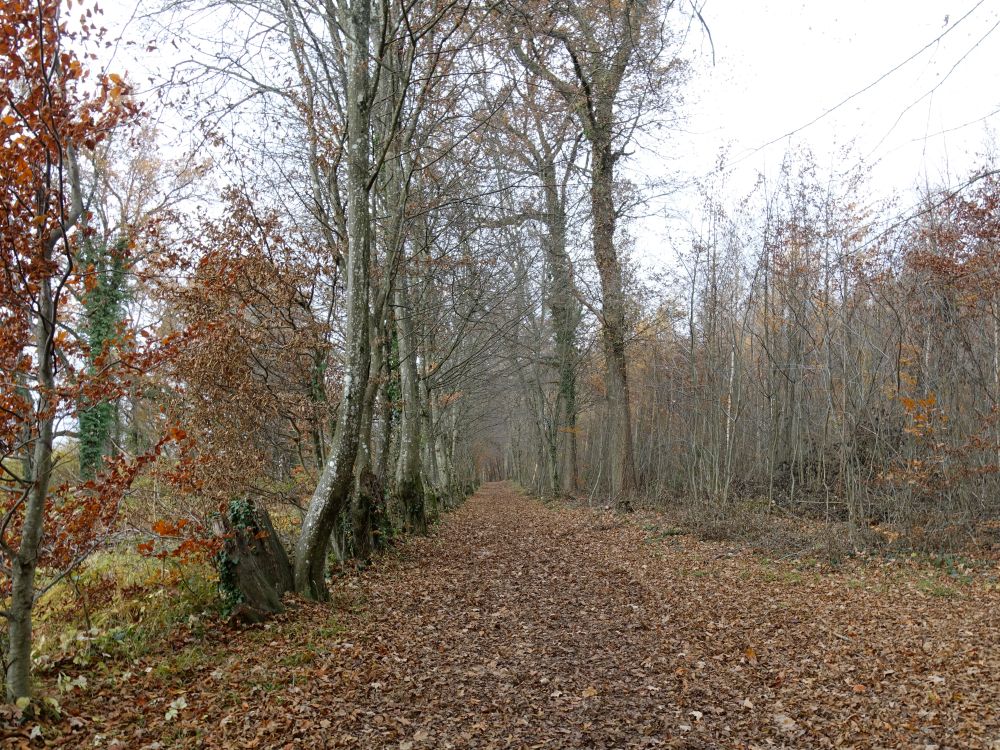 Waldweg am alten Bohl