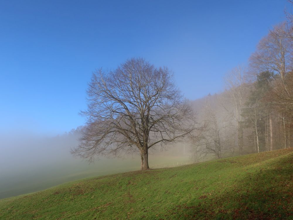 Baum im Nebel