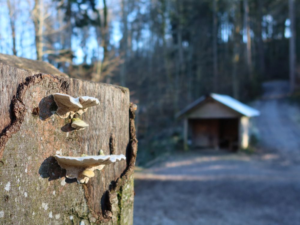 Baumpilze und Schutzhütte