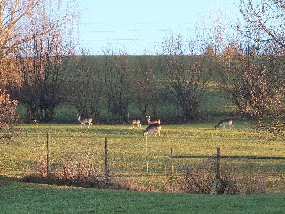 Rehe im Gehege