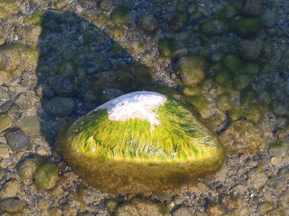 Stein mit Algen