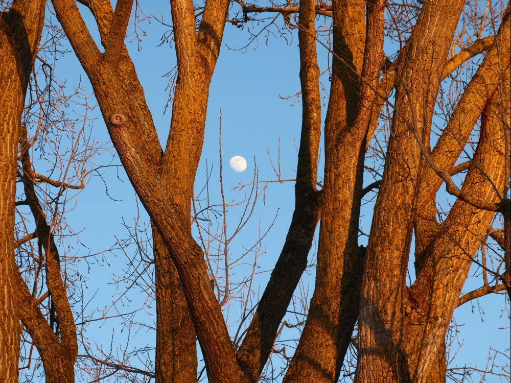 Mond zwischen Baumstämmen