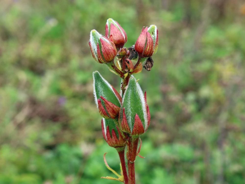 Blütenknospen