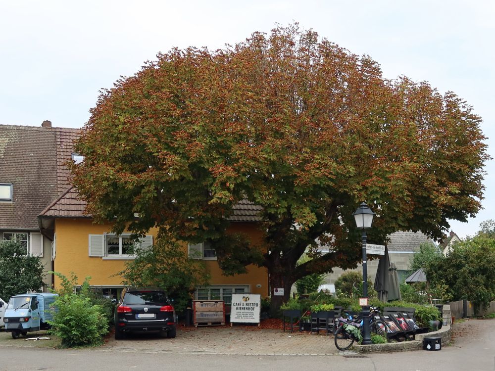 Kastanienbaum beim Bienenhof