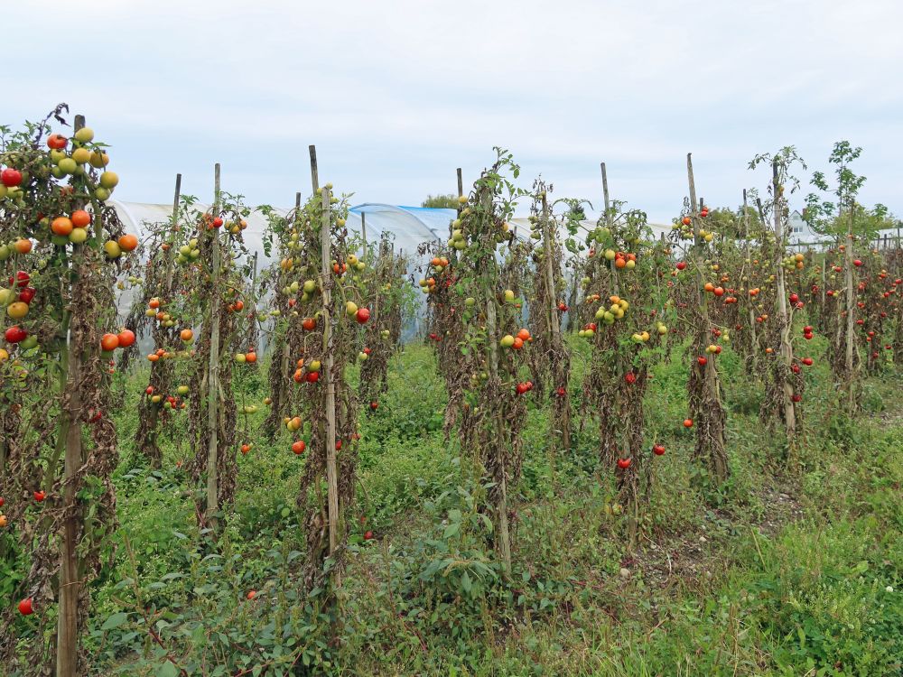 Tomatenstauden