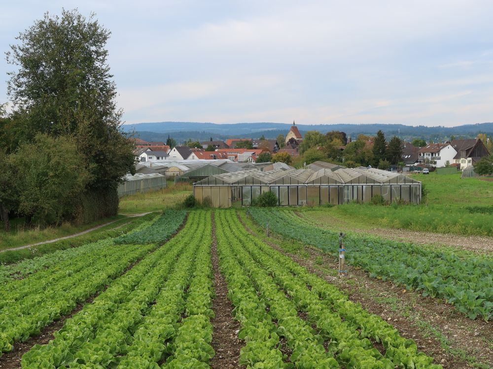 Salatbeet und Münsterturm