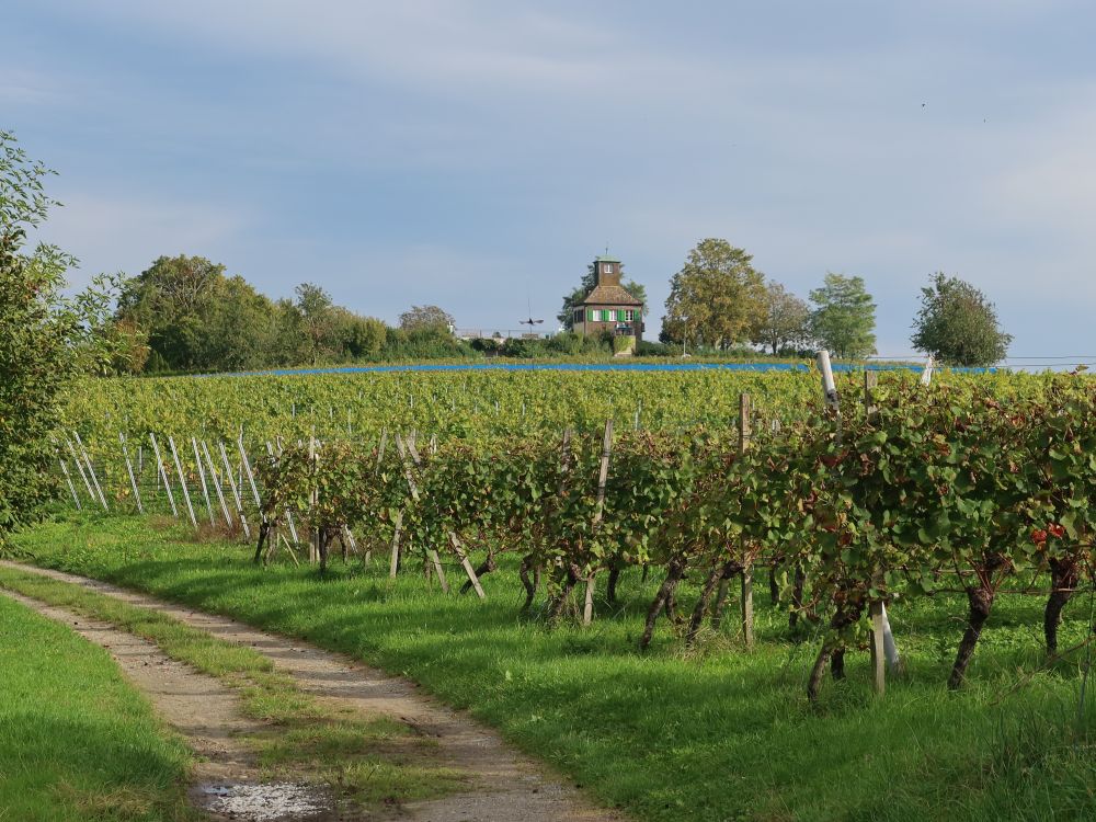 Hochwart über Weinreben