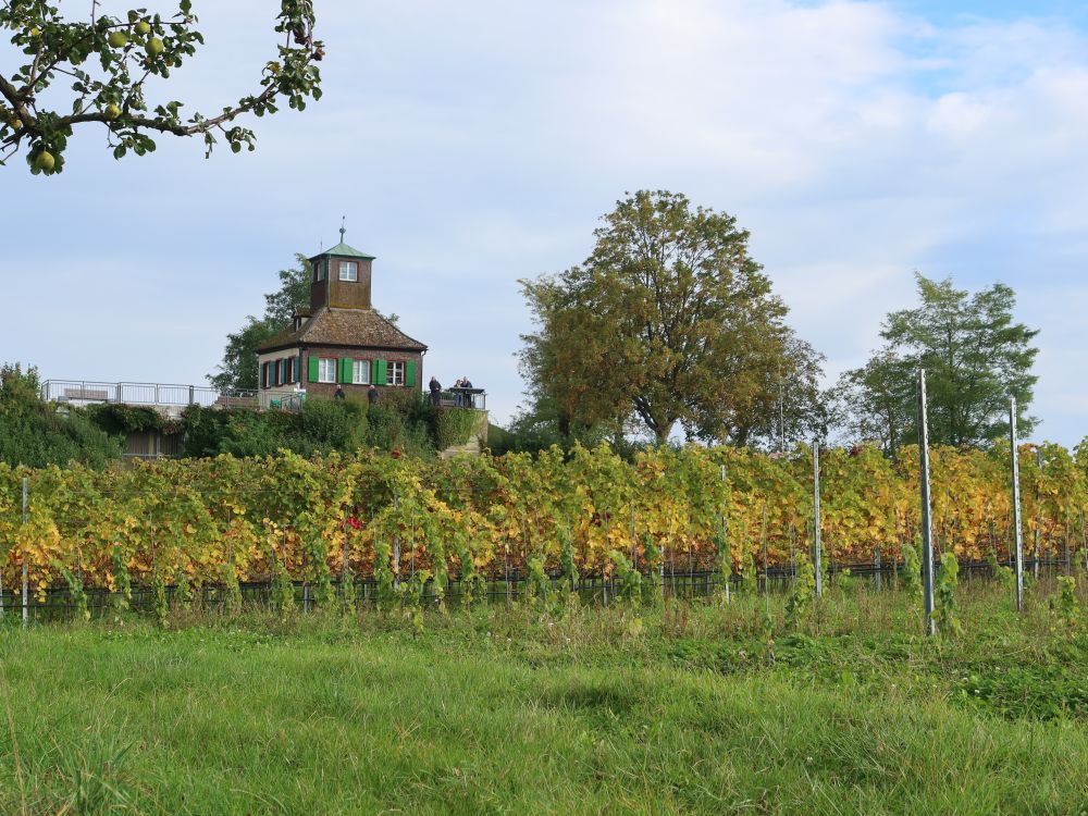 Hochwart über Weinreben