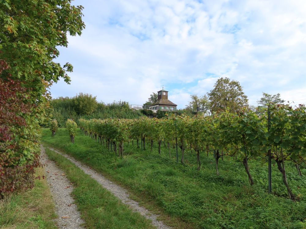 Hochwart über Weinreben