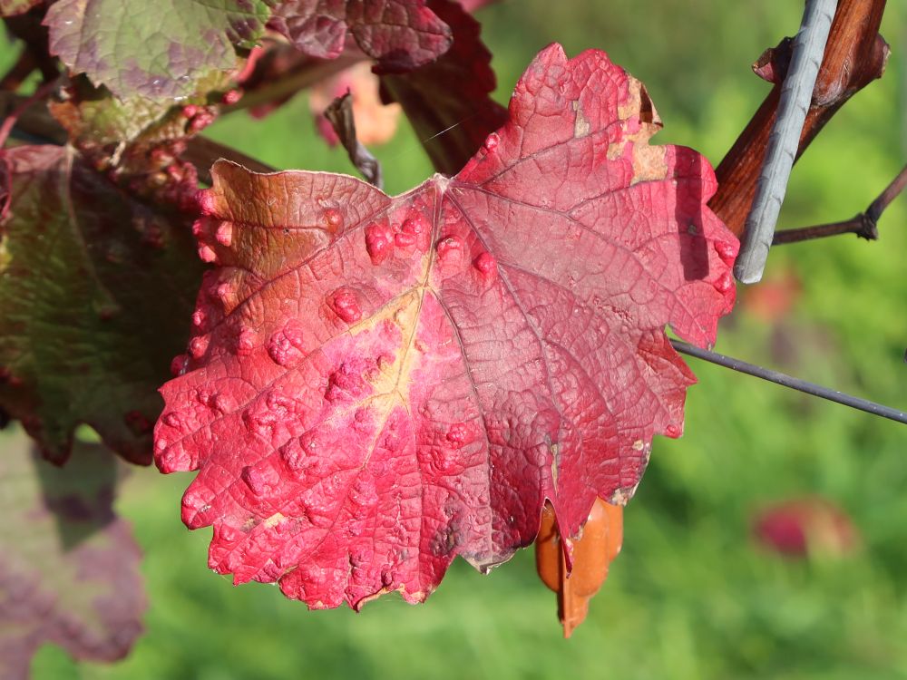 rotes Weinblatt