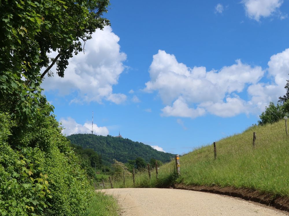 Blick zum Uetliberg