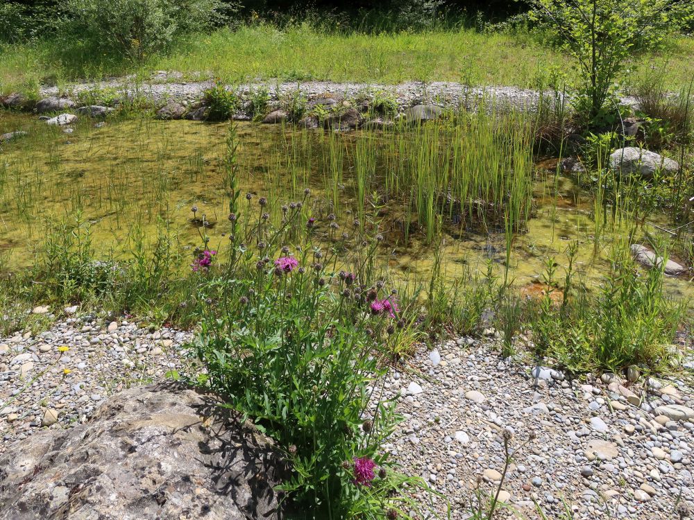 Biotop bei Schliffer