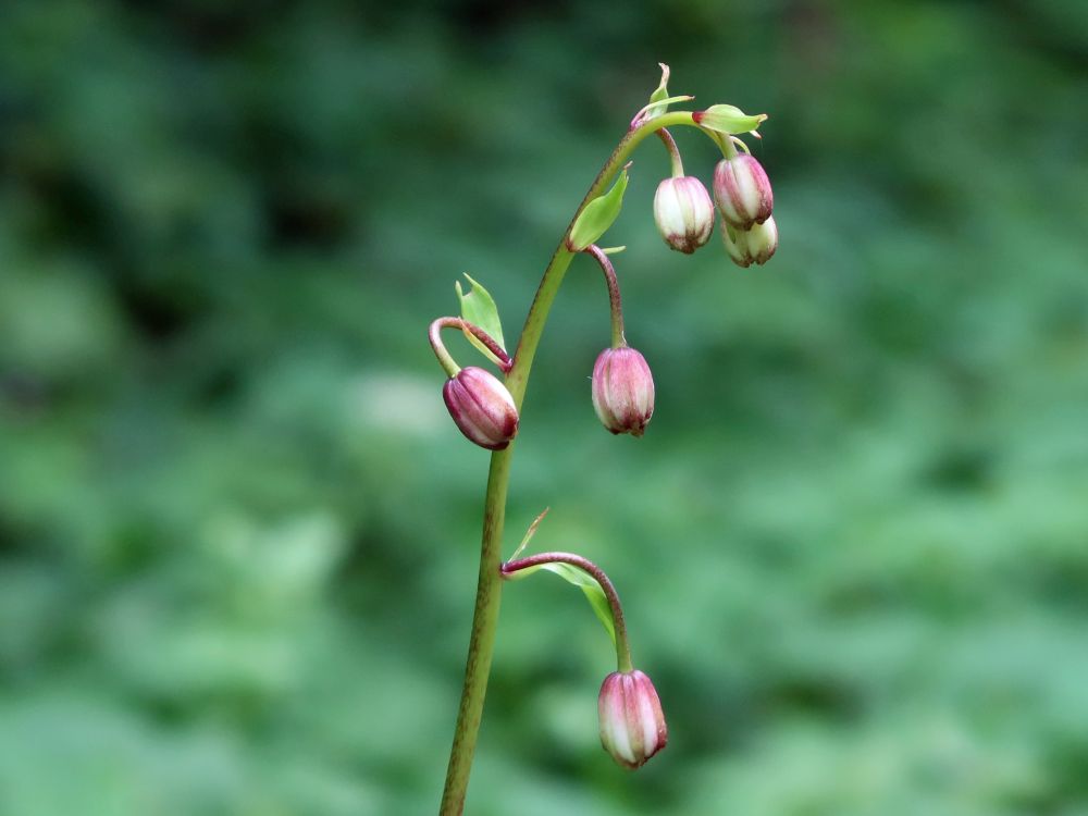 Türkenbund Knospen