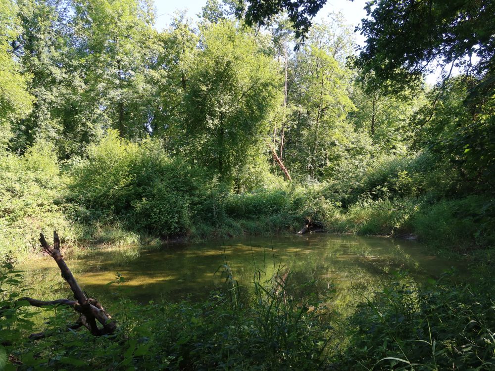 Teich bei Aareschache