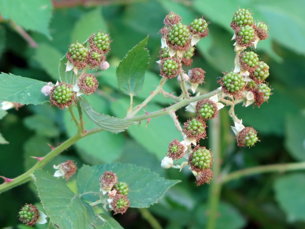 unreife Brombeeren